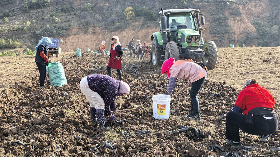 1763710709536517.jpg 采挖丹参 张沛杰 摄.jpg