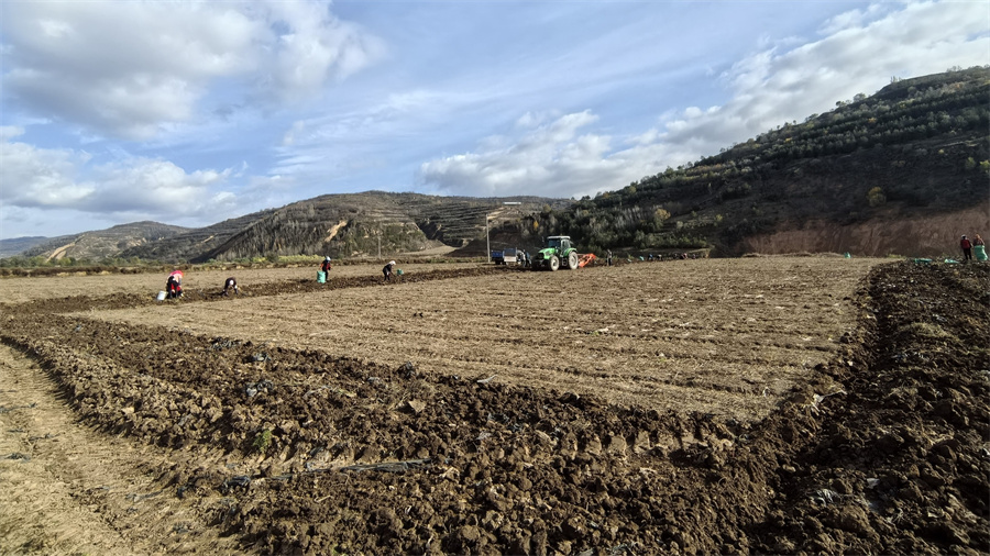 1763710718517519.jpg 丹参种植基地 张沛杰 摄.jpg