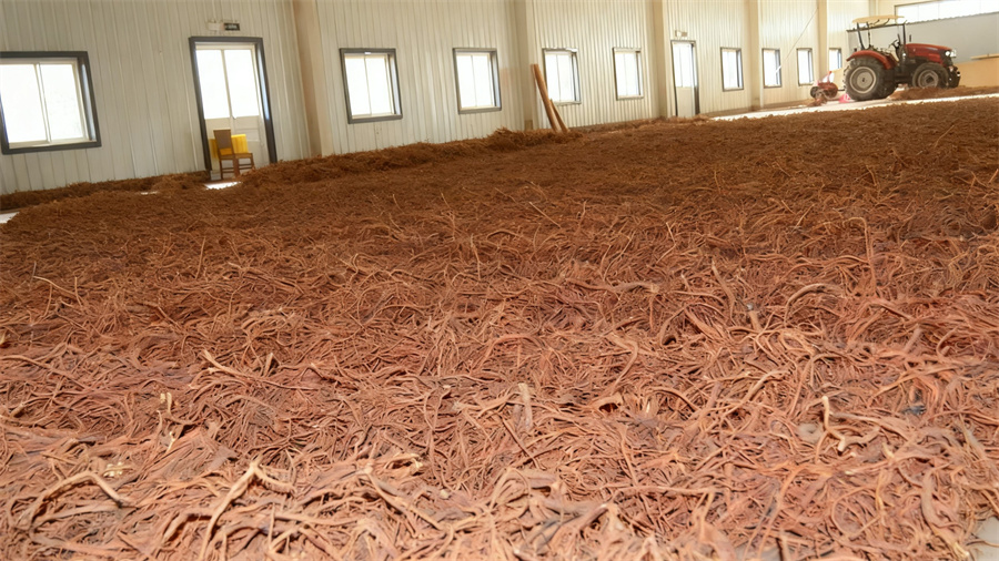 1763710725227660.jpg 新鲜采挖的丹参等中药材药材在晾晒工厂进行晾晒 .jpg