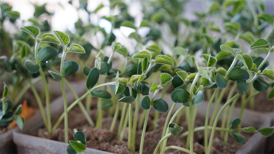 1763713716920782.jpg DSC06465.JPG