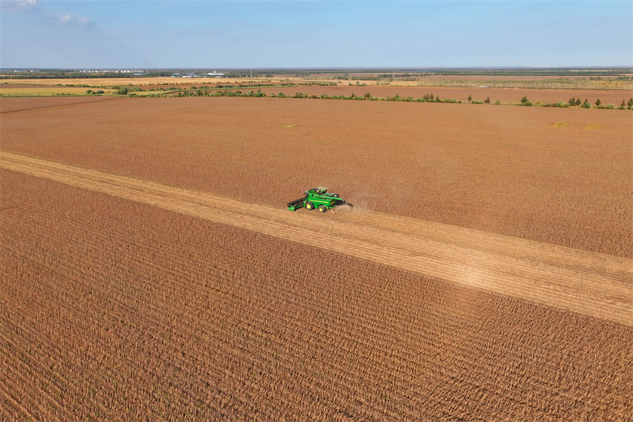 1763716712862018.jpg 红色边疆农场有限公司大豆高标准科技示范田收获作业现场 邹继彤摄.jpg