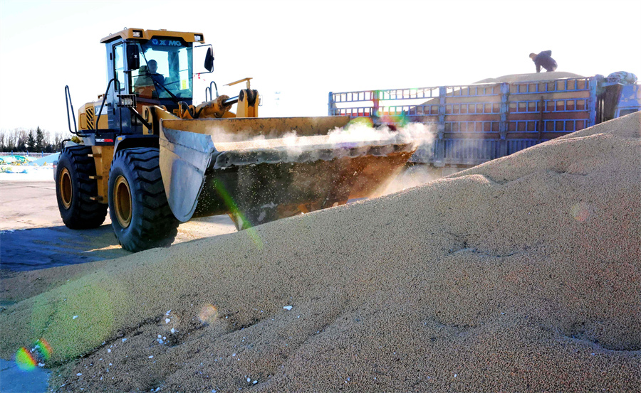 1763716720548939.jpg 尾山农场有限公司正在销售大豆 刘翠摄.jpg