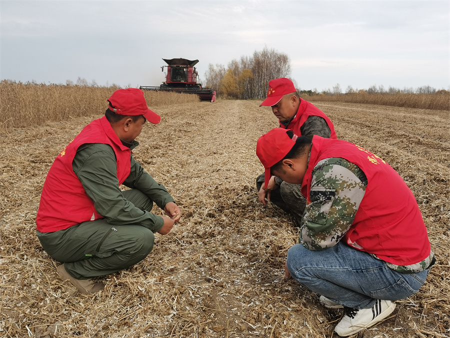 1763716918922732.jpg 党员助力秋收生产.jpg