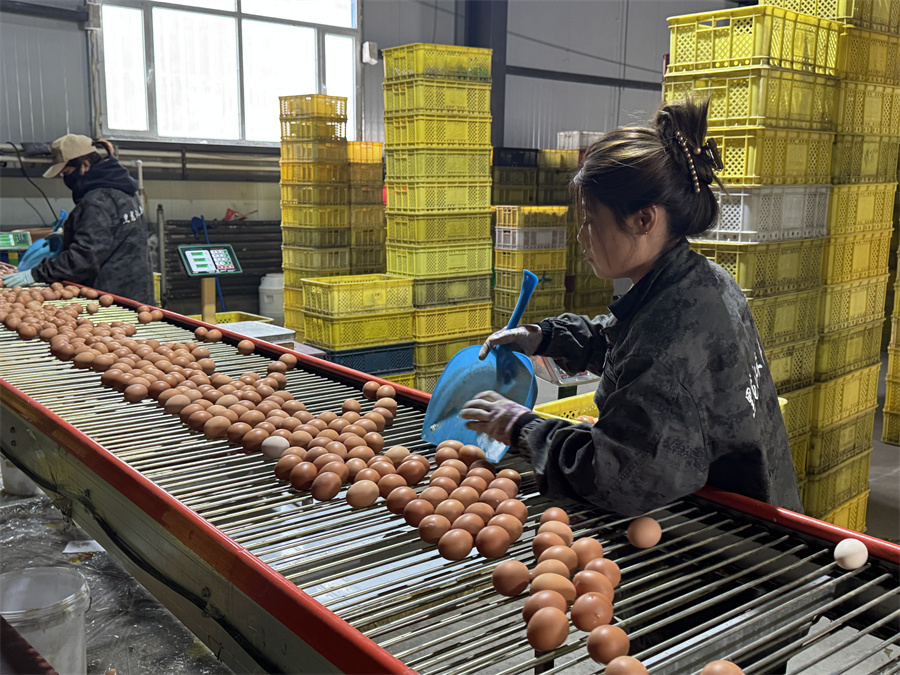 1763717859134365.jpg 收集鸡蛋 (1).jpg