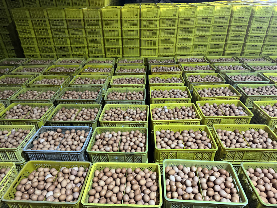 1763717868883221.jpg 一筐筐新鲜鸡蛋.jpg