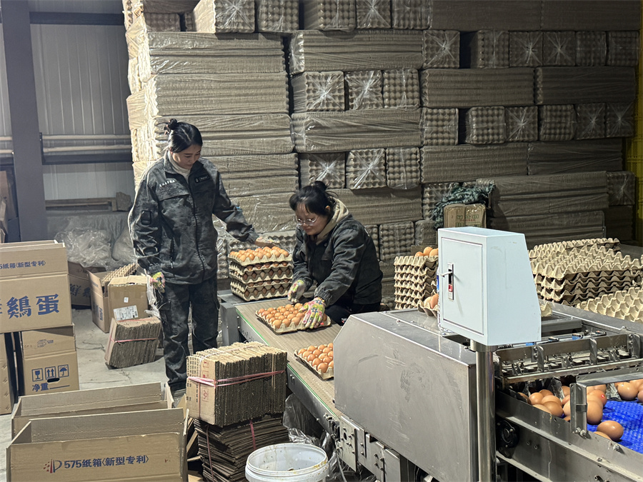 1763717875371315.jpg 鸡蛋打包装车 (2).jpg