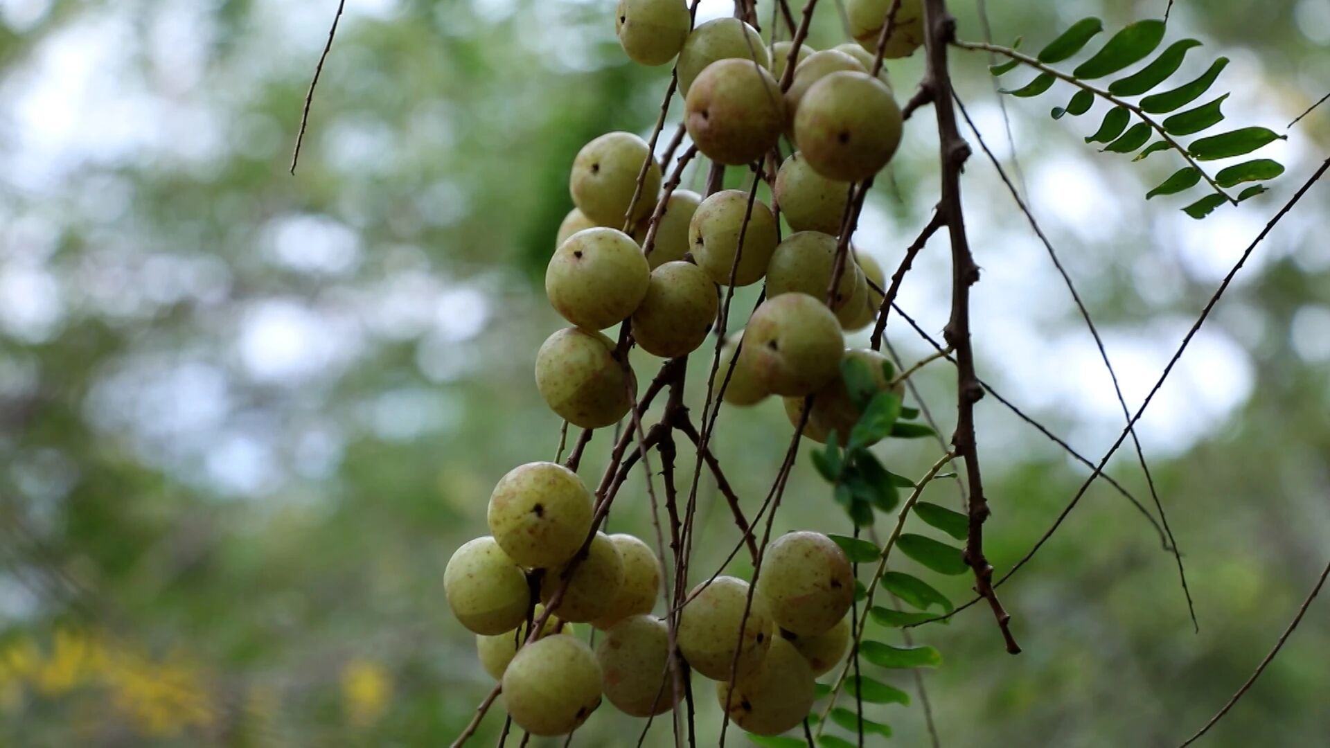 1763953286135929.jpg 油柑.jpg