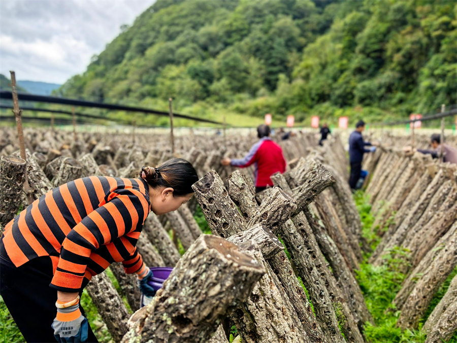 1763953633596837.jpg 图片1.jpg