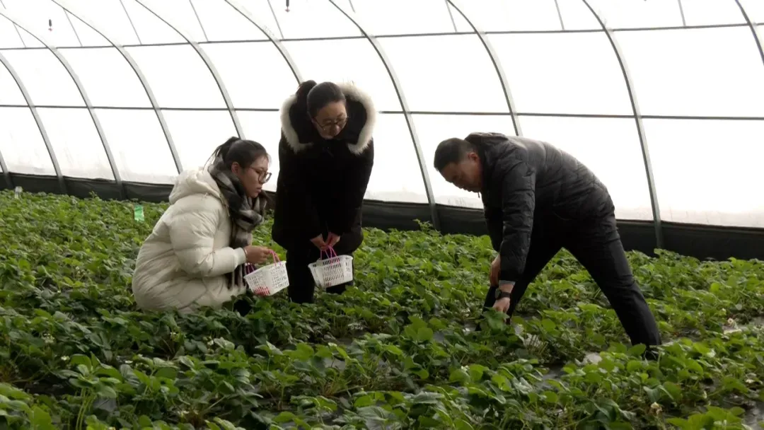 1764055954664874.png 草莓采摘 邹欣摄.png