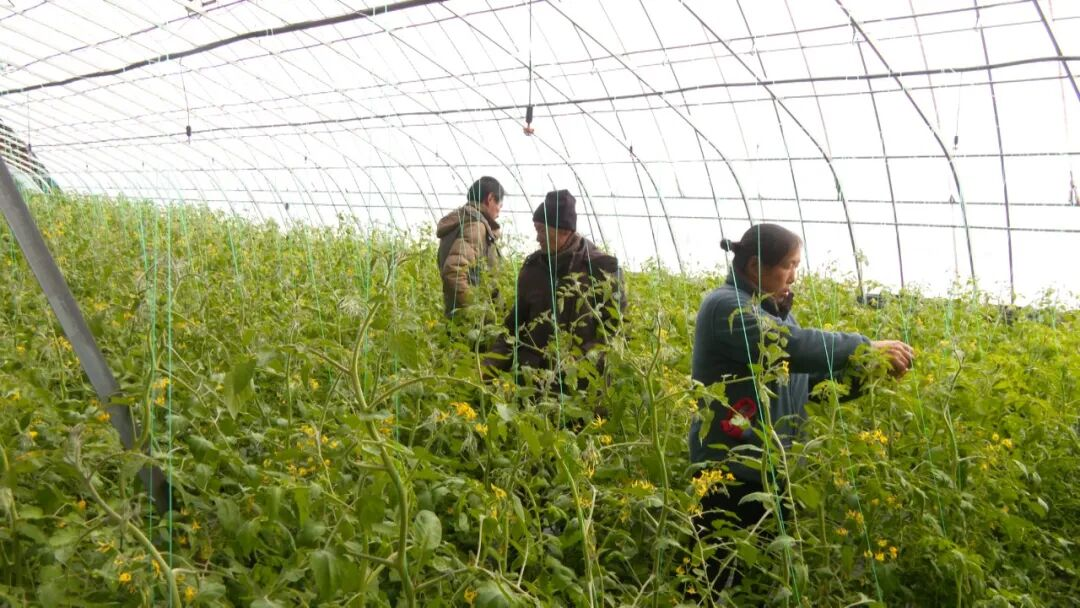 1764055960456161.png 大棚蔬菜种植 邹欣摄.png