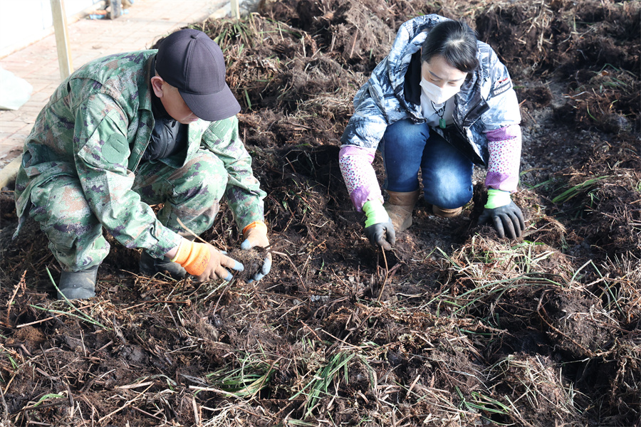 1764138450786826.jpg 整理种苗.JPG