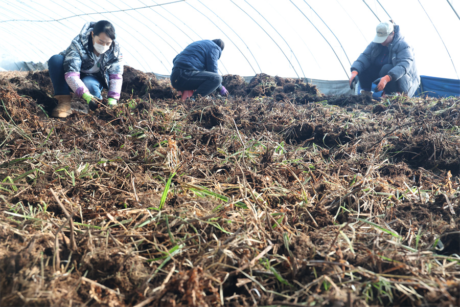 1764138457232266.jpg 种苗筛选.JPG