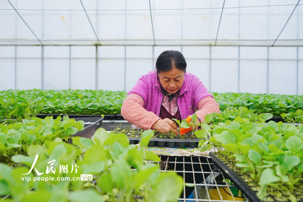 重庆：智慧工厂育苗忙