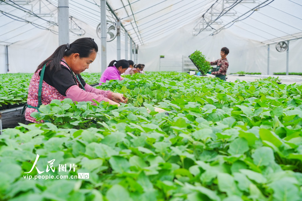 重庆：智慧工厂育苗忙【4】