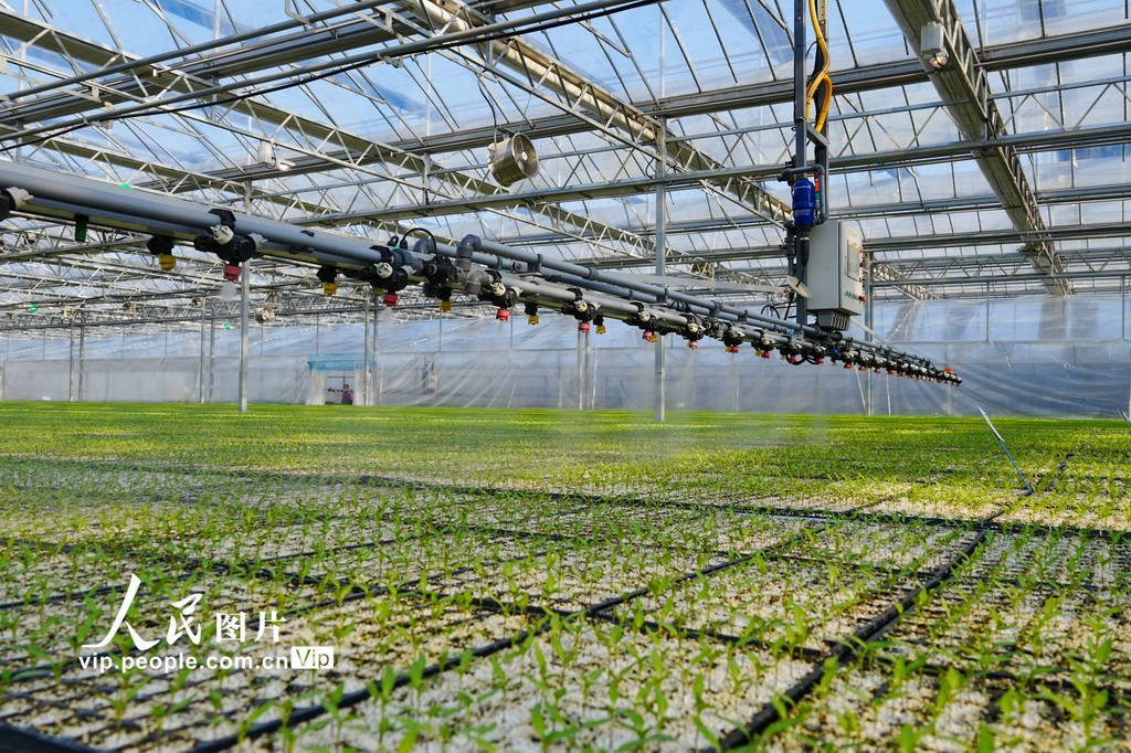 重庆：智慧工厂育苗忙【6】