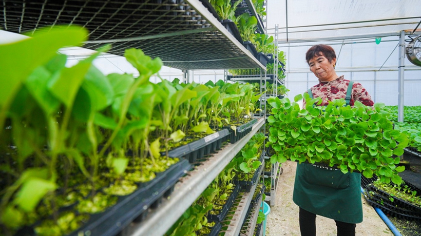 重庆：智慧工厂育苗忙