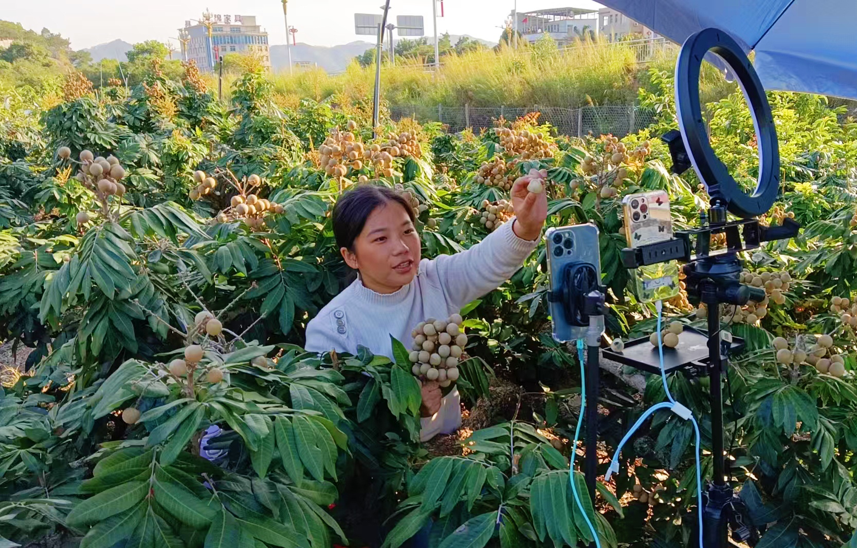 主播在四季龙眼果园里直播带货.jpg