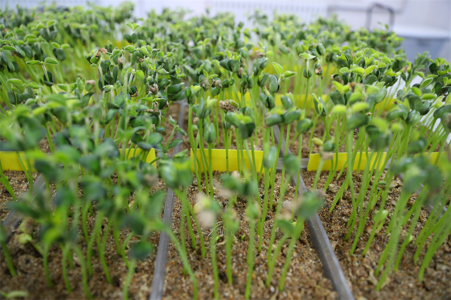 1764226463660863.jpg CS6I2209.JPG