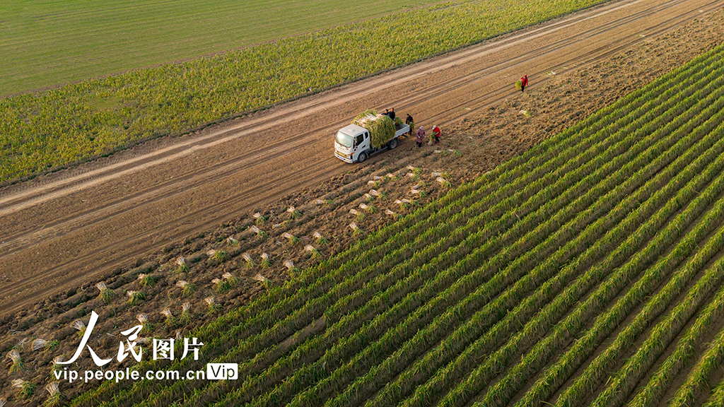 河南宁陵：大葱喜丰收【3】