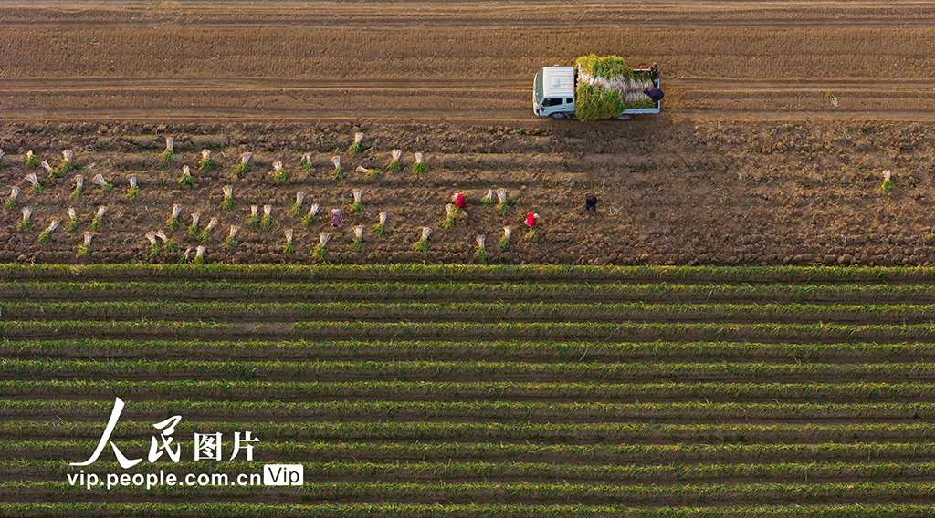 河南宁陵：大葱喜丰收【4】