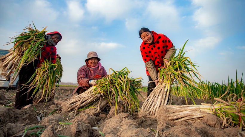 河南宁陵：大葱喜丰收