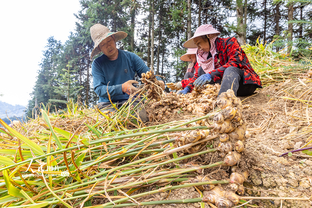 广西蒙山：生姜采收忙【2】