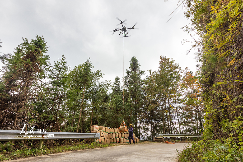 广西蒙山：生姜采收忙【3】