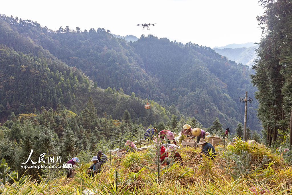 广西蒙山：生姜采收忙【4】