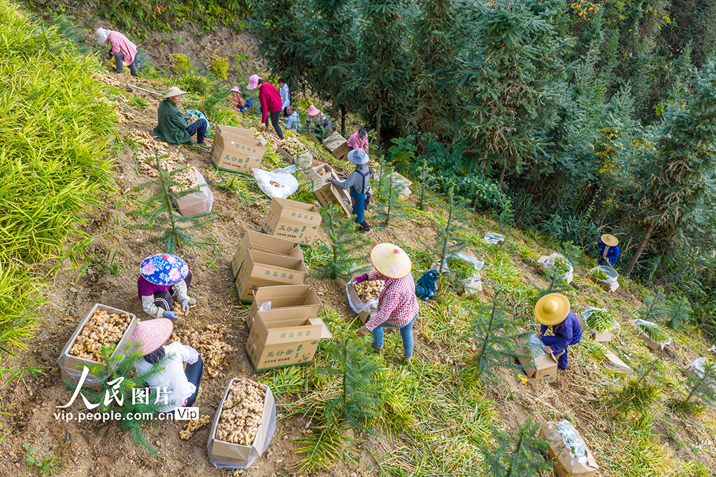 广西蒙山：生姜采收忙【5】