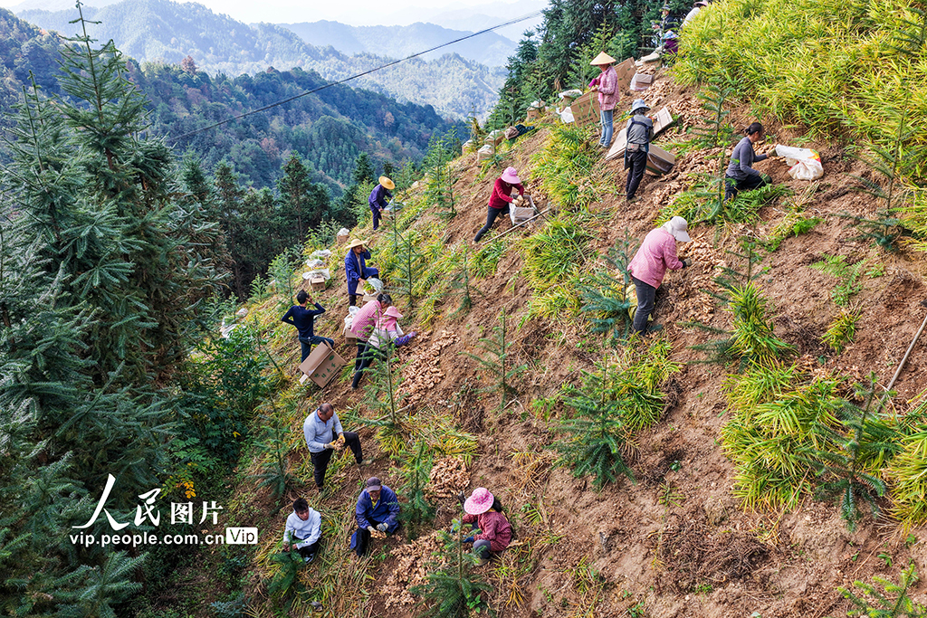 广西蒙山：生姜采收忙【6】