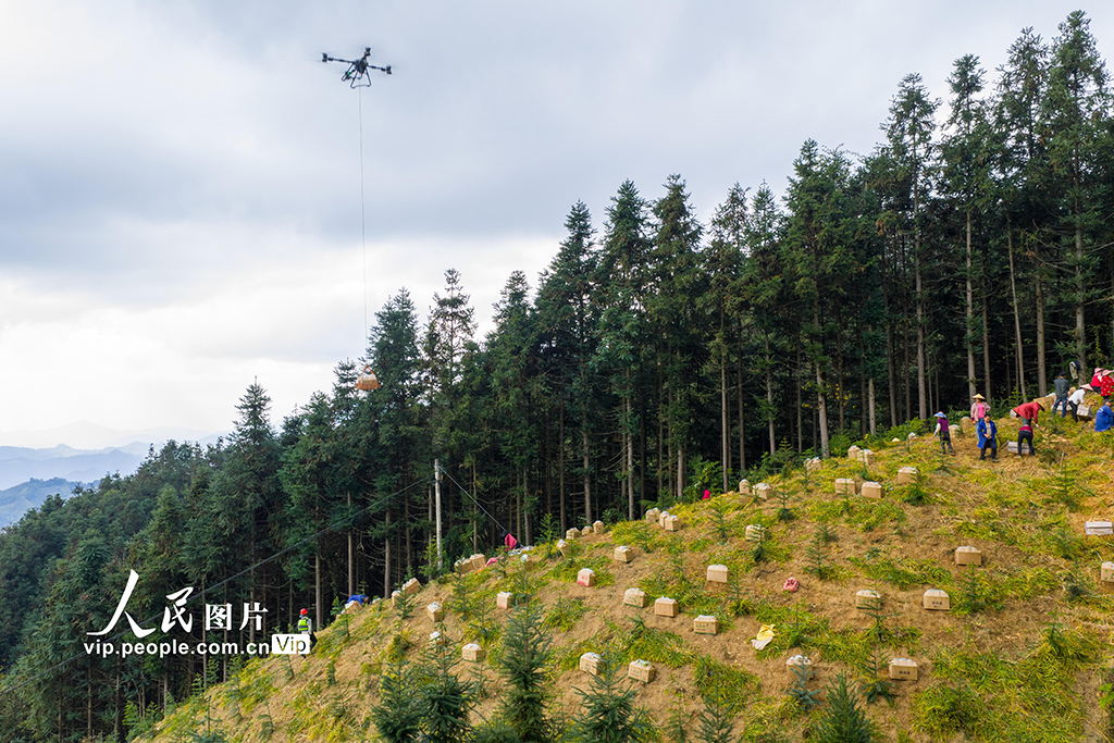 广西蒙山：生姜采收忙【7】