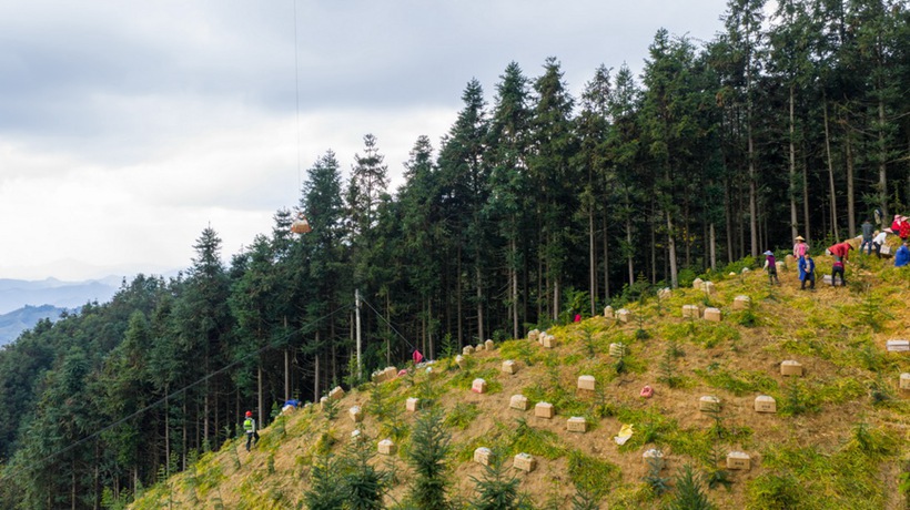 广西蒙山：生姜采收忙