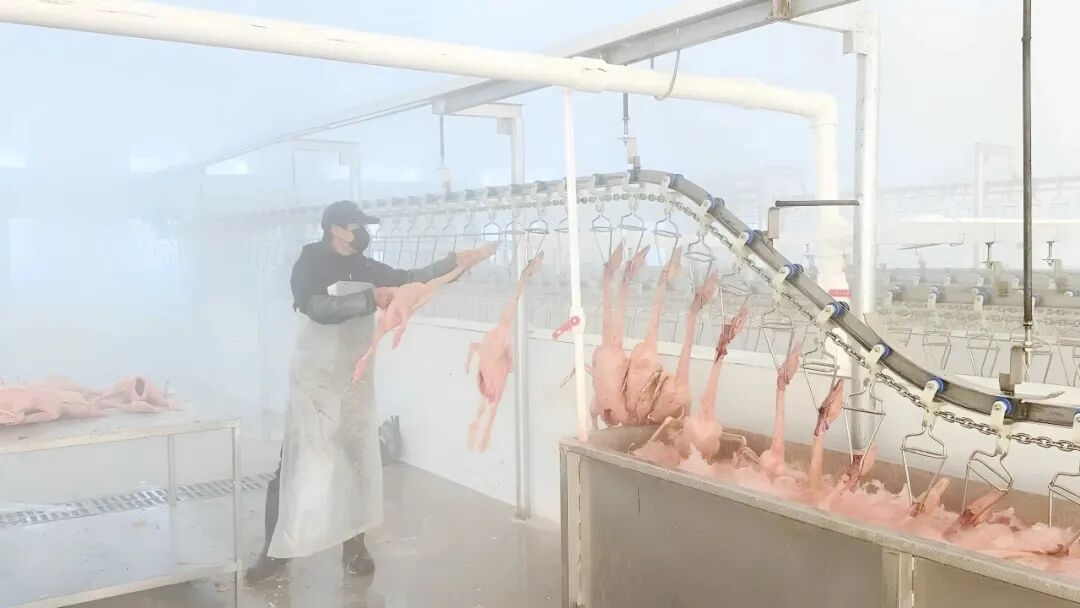 1764838669800760.png 北安:双鹅禽类屠宰加工项目建成投产.png