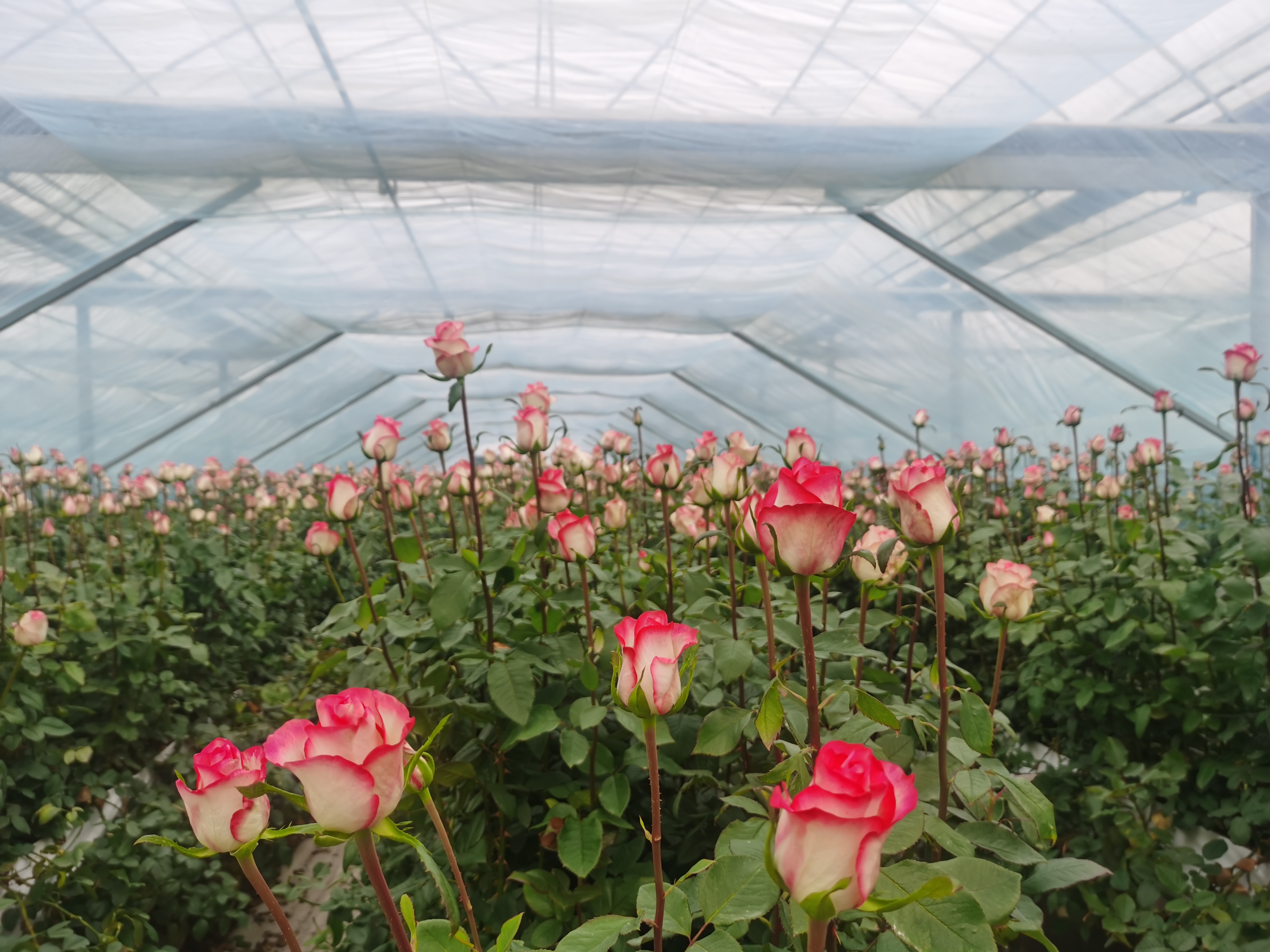 1764839328229741.jpg 产业兴.jpg