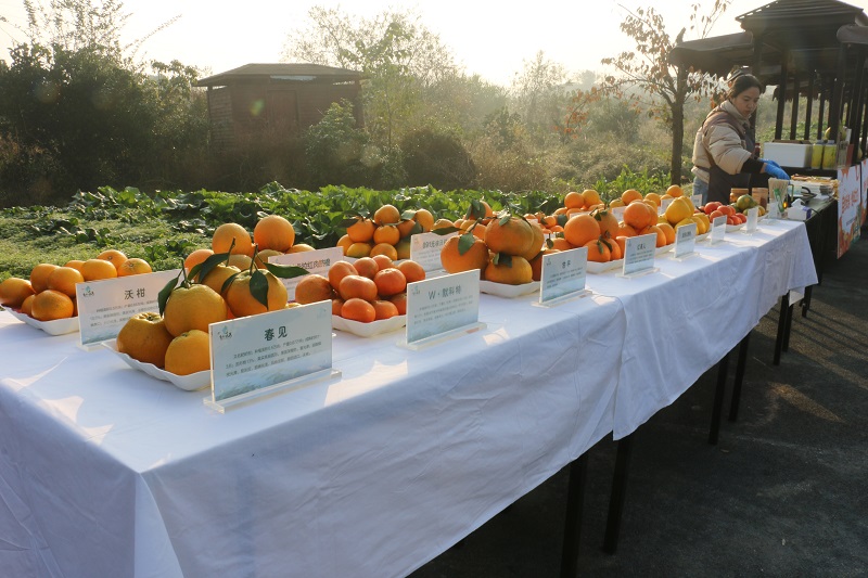 1765177436522548.jpg 33.jpg