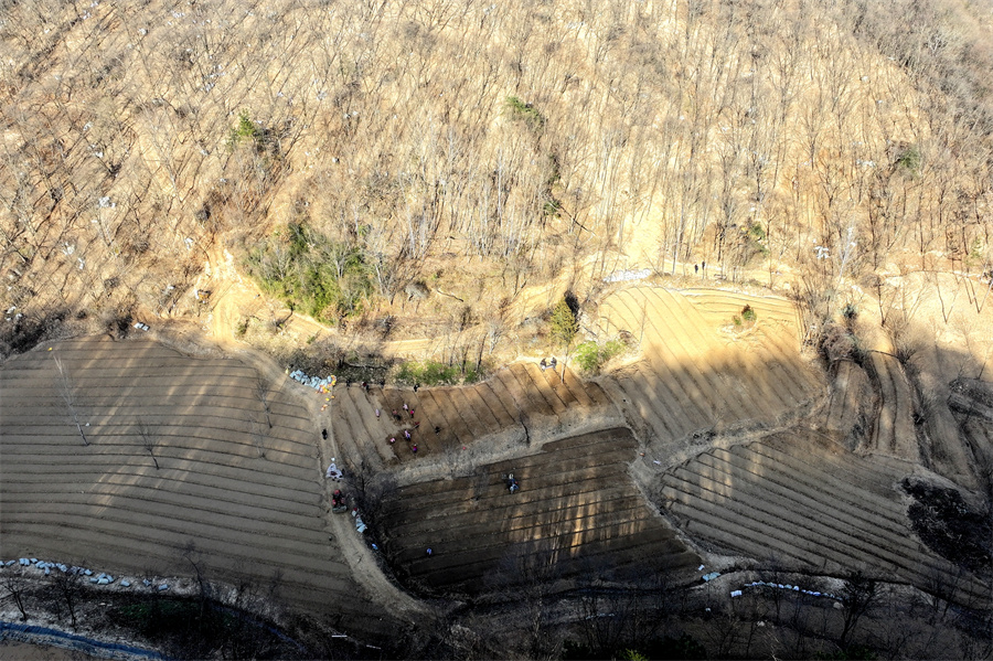 1765178426664898.jpg 500亩林下西洋参基地航拍图。张威摄.jpg