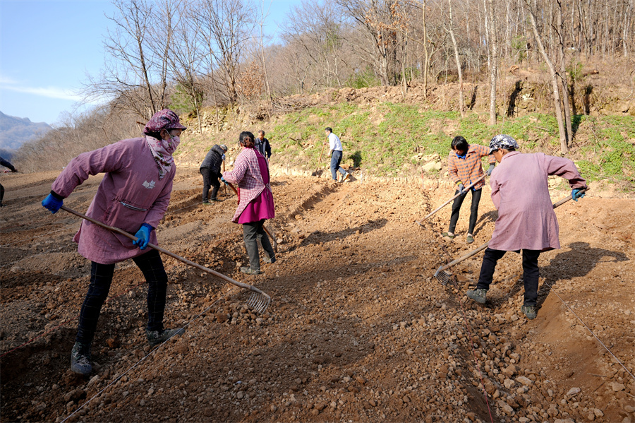 1765178441746400.jpg 正在翻土的村民。张威摄 (2).jpg