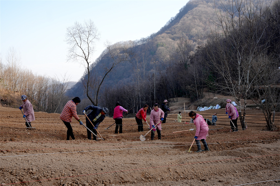 1765178447775994.jpg 正在翻土的村民。张威摄.jpg