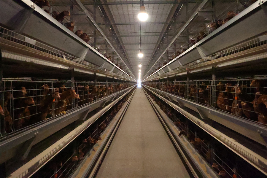 1765349363914541.jpg 农业分公司蛋鸡养殖基地.JPG