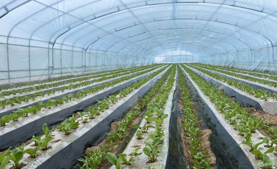 1765434831524508.png 照片1.png