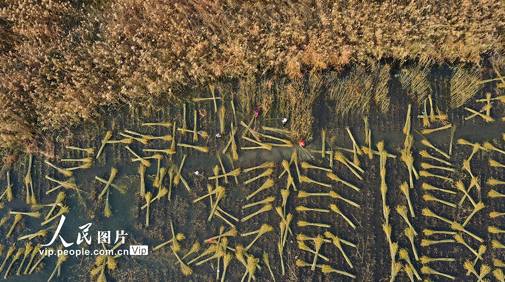 江苏新沂：冬日杞柳收割忙【2】