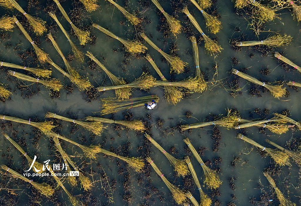 江苏新沂：冬日杞柳收割忙【4】