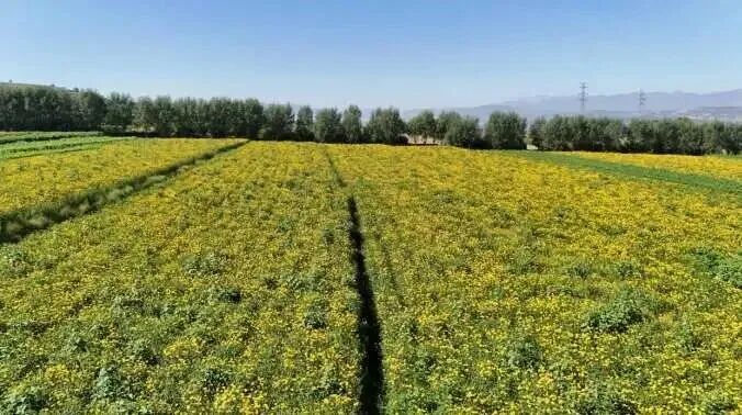 1765788795745308.jpg 照片1.jpg