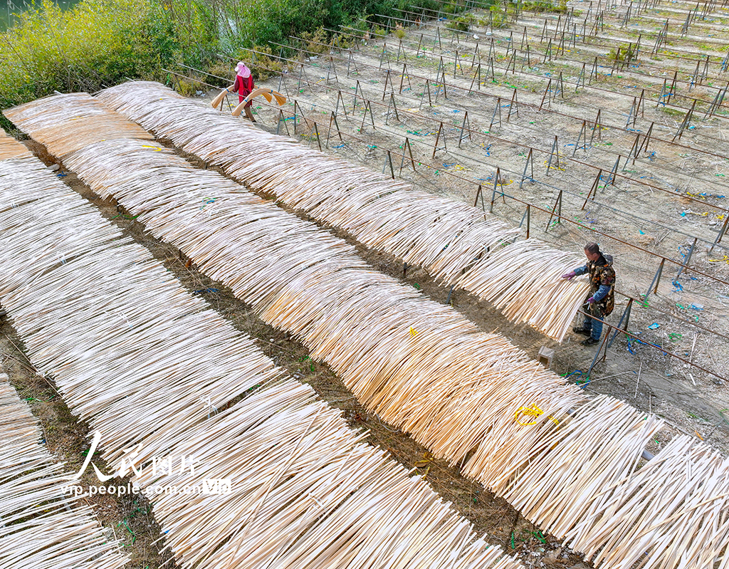 浙江长兴：竹子加工助力乡村振兴【3】