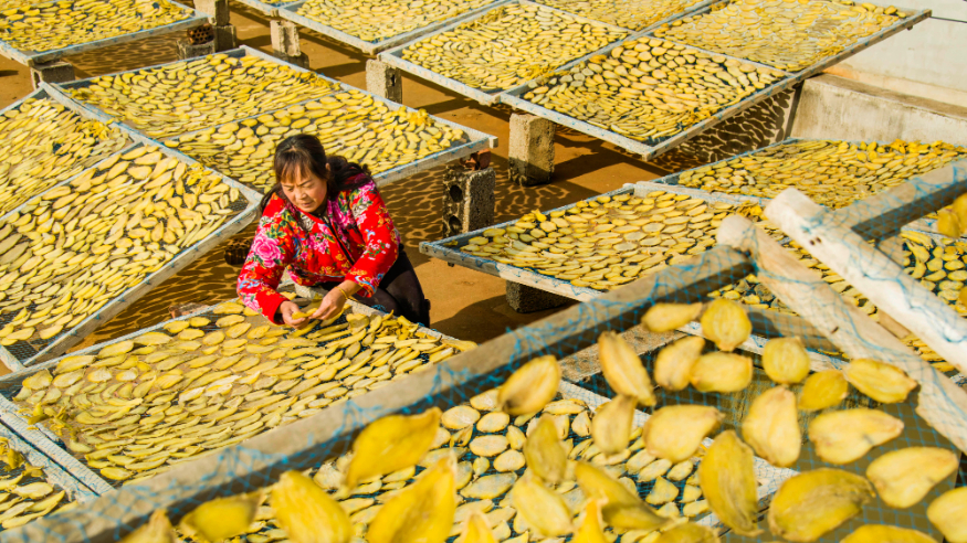 冬日田野的别样“丰”景