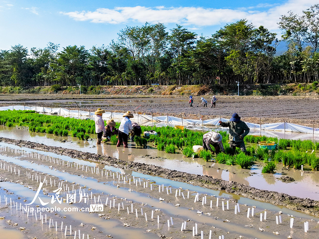 海南三亚：水稻“加代”试验田耕作忙