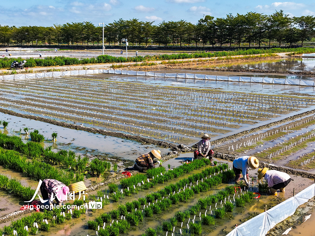 海南三亚：水稻“加代”试验田耕作忙【3】