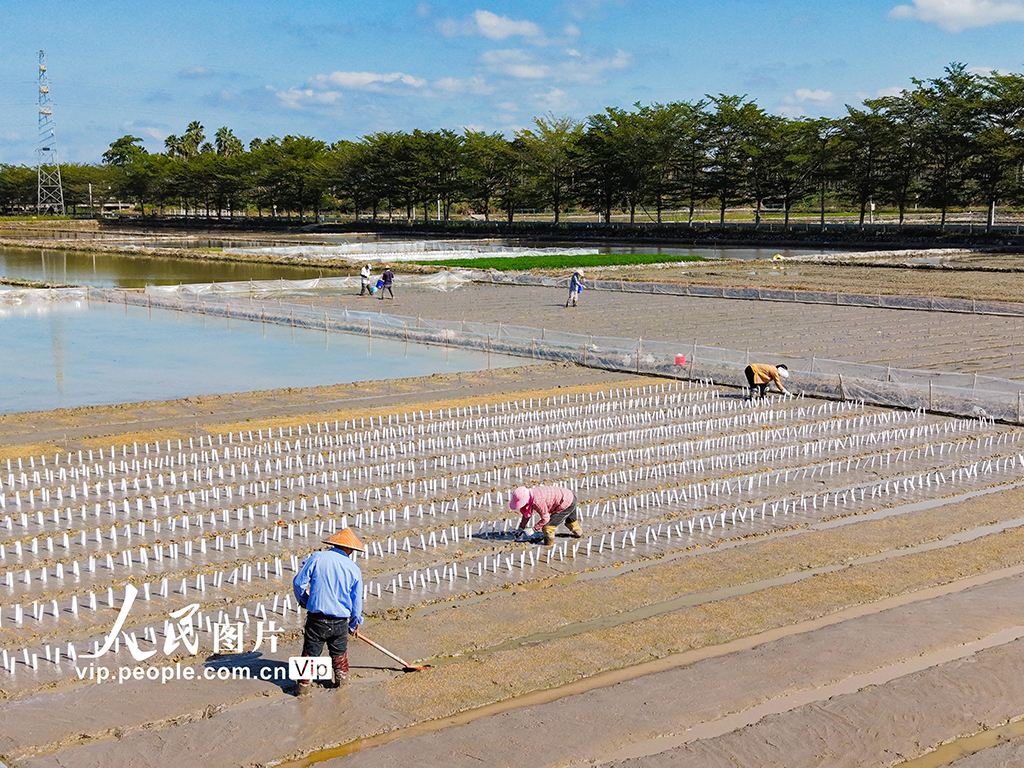 海南三亚：水稻“加代”试验田耕作忙【4】