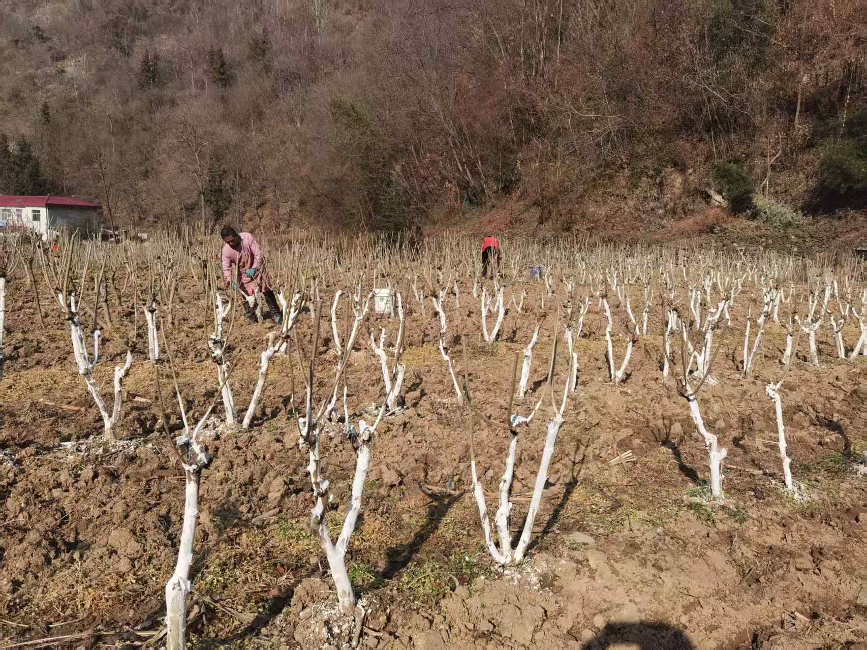 1766557471554781.jpg mmexport1766537311943.jpg