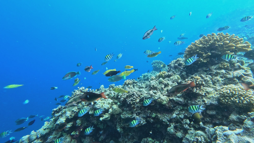 3523.67公顷生境：黄岩岛国家级自然保护区状况首次披露